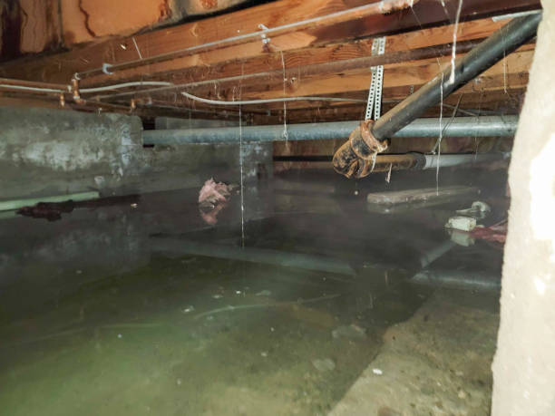 Best Water damage contractors near me  in Fremont, CA